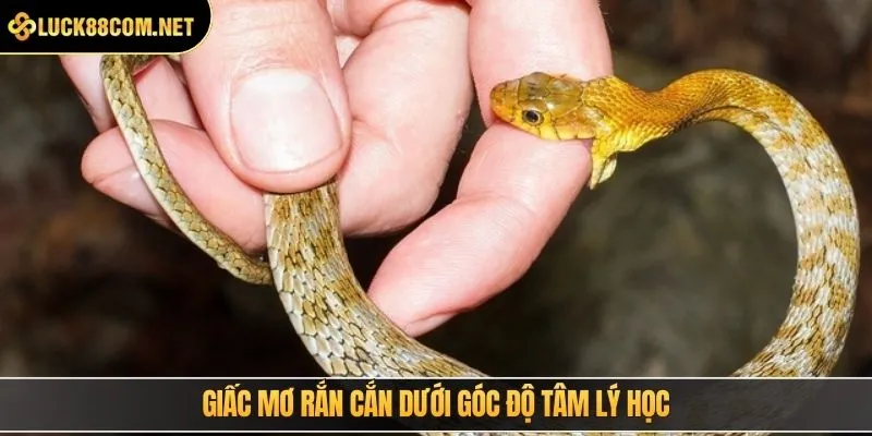 Giấc mơ rắn cắn dưới góc độ tâm lý học